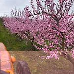 La Tenuta Del Conte Farm stay
